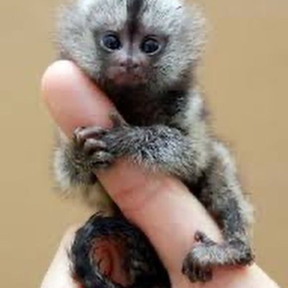 Meet your Posher, Joseph - Picture 4 of 6